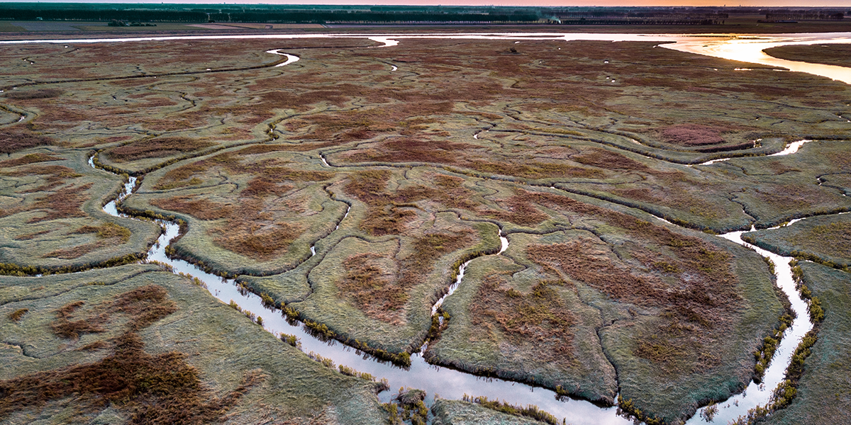 Aerial view of tidal marshland with natural meandering drainage system in Verdronken land van Saeftinghe in Zeeland, Netherlands, Rudmer Zwerver/Shutterstock.com