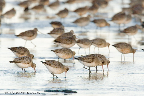 || Bar-tailed godwits eating well to strengthen themselves before leaving Alaska. Photo: Jan van de Kam. || Opvettende rosse grutto’s voor vertrek uit Alaska. Foto: Jan van de Kam.