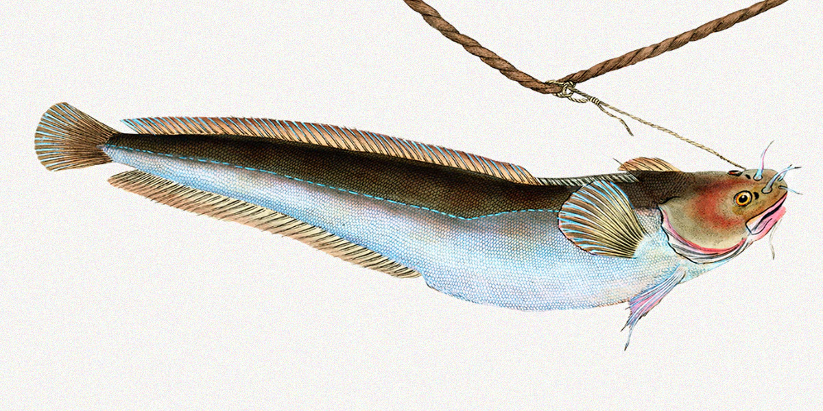 The rockling family belongs to the order of the cod-like fishes (shown above).