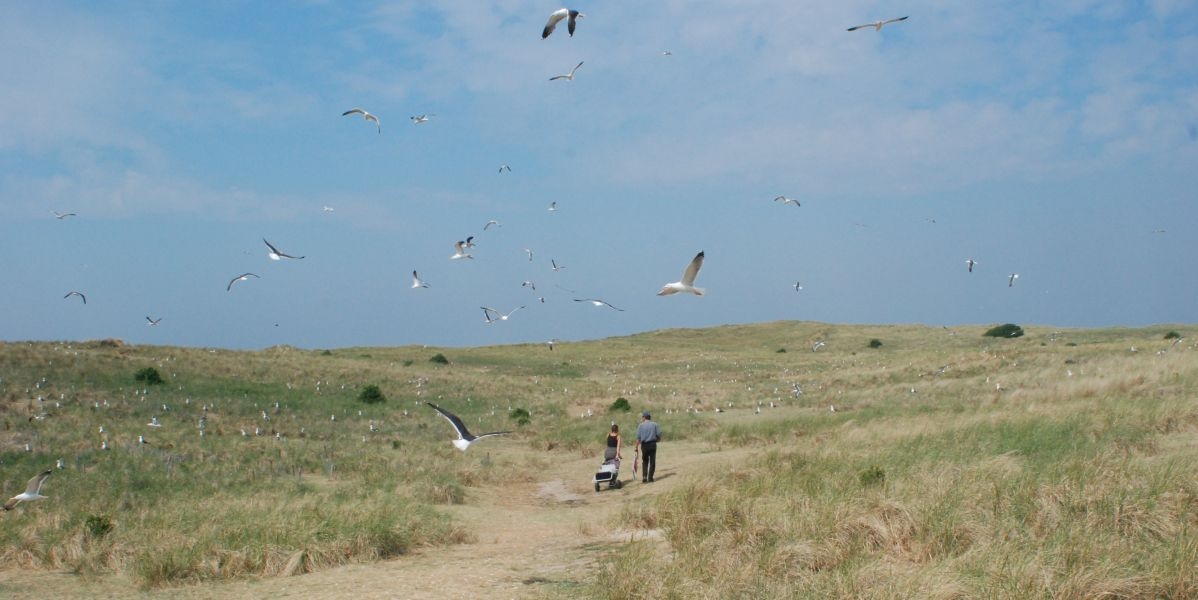 The Herring Gull and Lesser Black-backed Gull breeding colony at Texel (© R. Kentie).