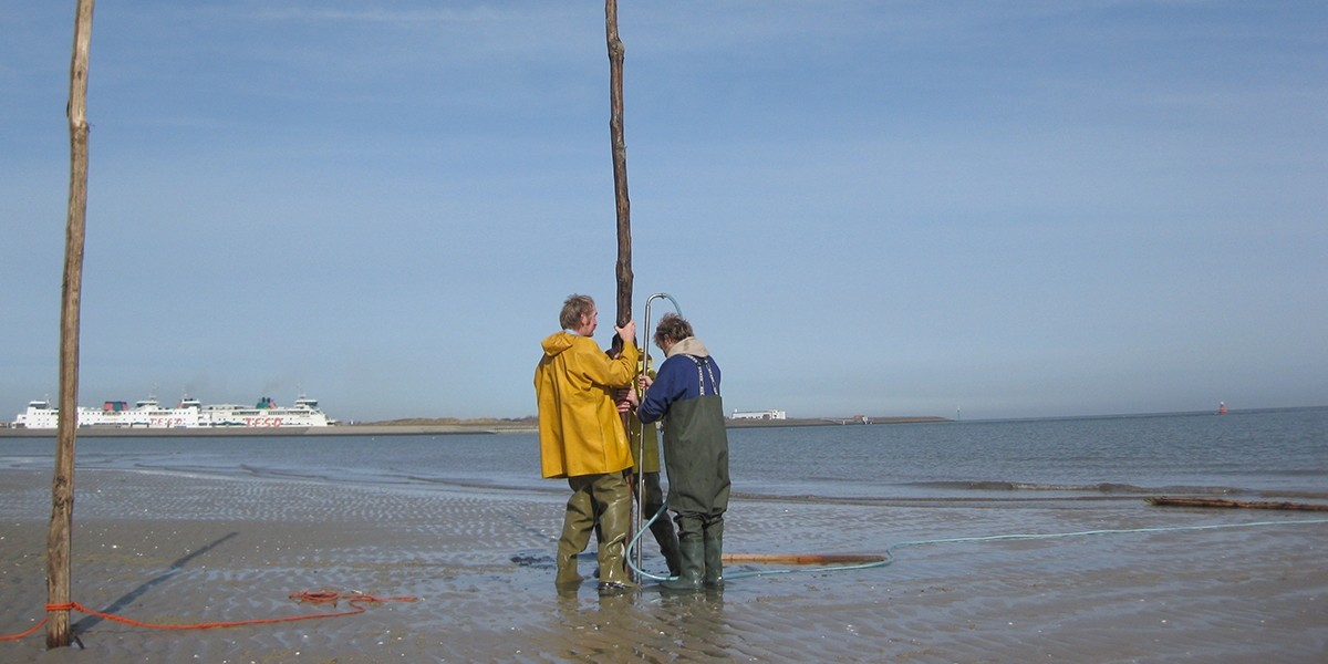 These wooden stakes are attractive to the naval shipworm (Teredo navalis).