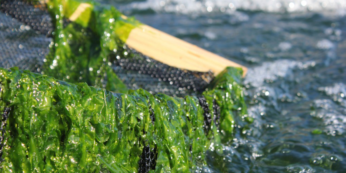 Culturing seaweed for fishfarming.