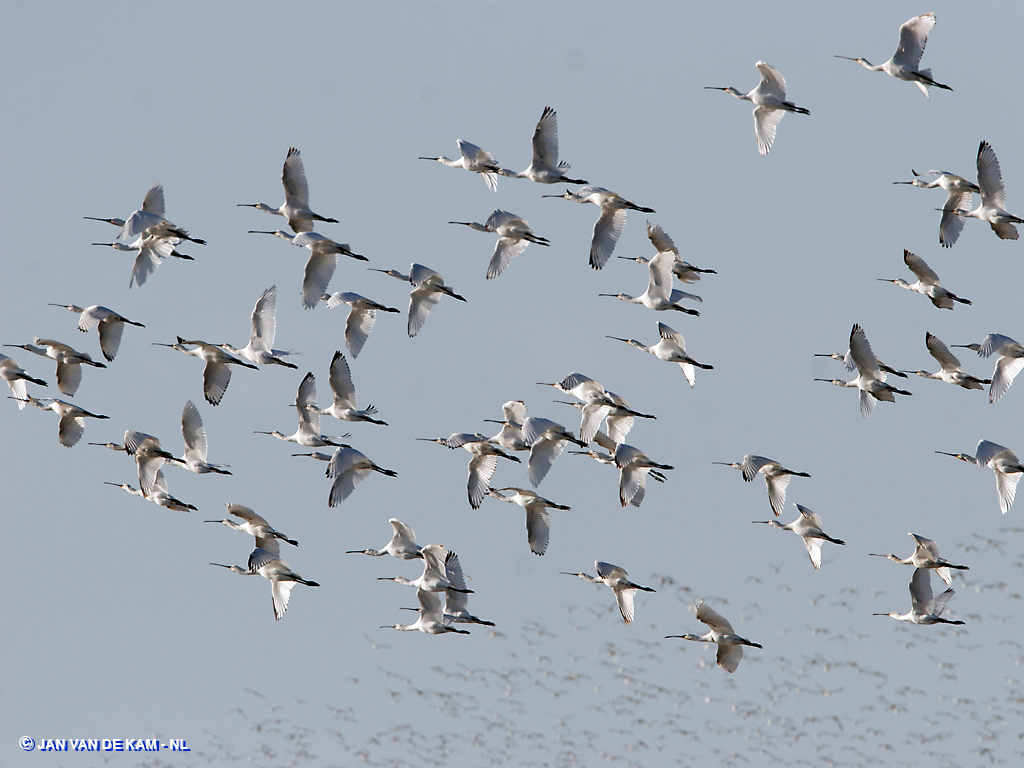 Flock of spoonbills, Photo: Jan van de Kam. 