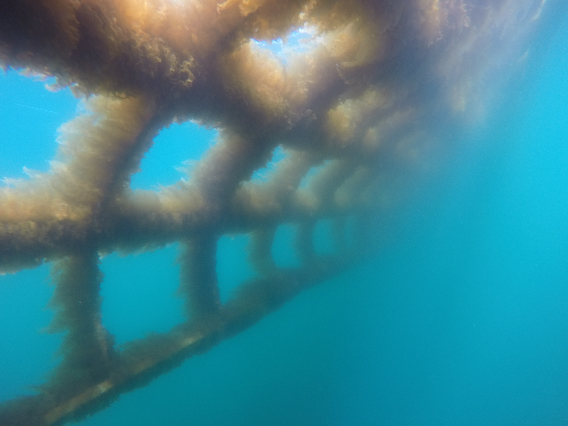 Underwater view of a seaweed farm planted by Hortimare and Alexander Ebbing. . Photo: Alexander Ebbing