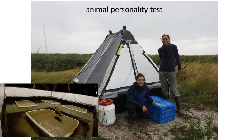 Experimental setup for measuring exploratory personalities (© NIOZ).