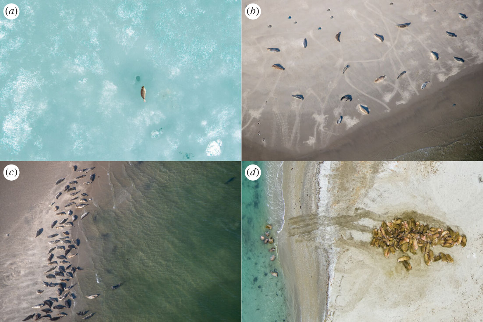 Some species of pinnipeds haul out solitarily, such as ringed seals (a), while harbour seals (b) and grey seals (c)—haul out in colonies while preserving some distance from conspecifics and walruses (d)—may cluster. Photos (a)(d) by Eelke Folmer (Aeria).