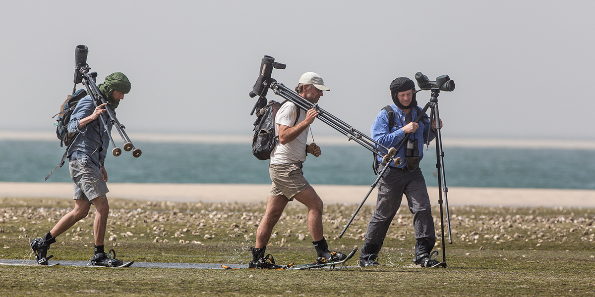 Red Knot observation at Banc d'Arguin in West Africa. Photo: Jan van de Kam 