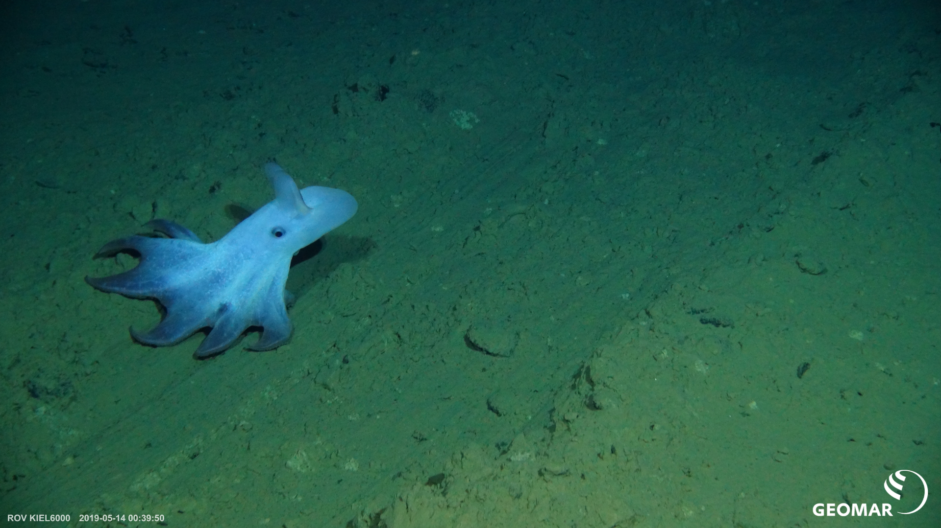 A rare deep-sea octopus caught in the headlights of ROV Kiel 6000. Photo: ROV Kiel 6000, GEOMAR.
