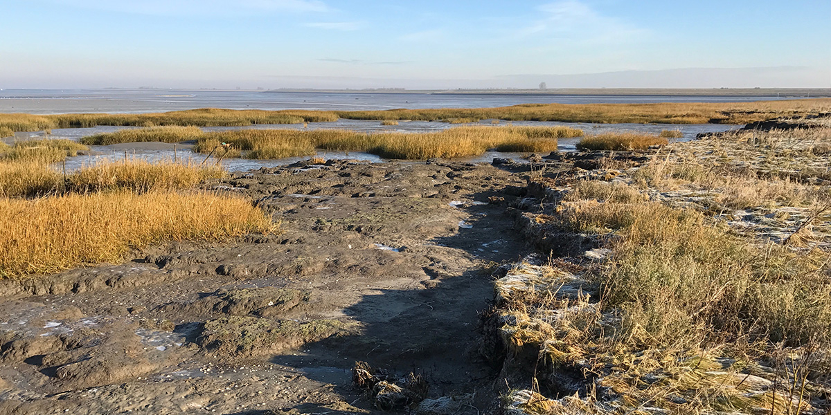 An eroded marsh with vegetation recovery on the neighboring tidal flat. Photo: Zhenchang Zhu