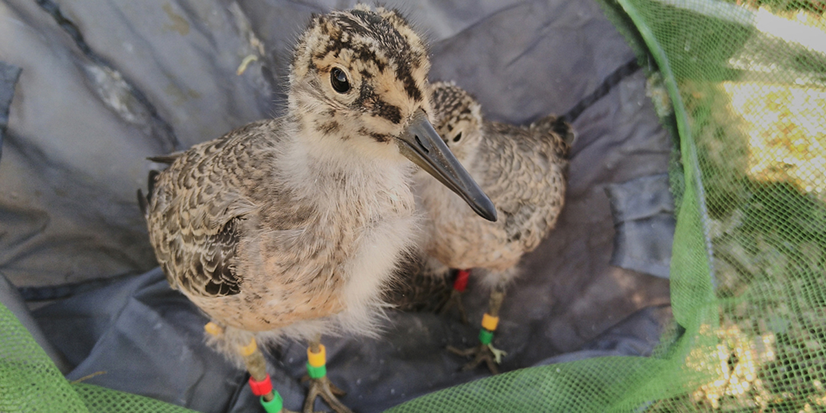 Over the past 35 years, red knots have gradually become smaller. This might be due to insects emerging from the soil earlier at the rapidly warming Siberian breeding grounds; too early for the chicks to grow to full adult body size. Photo: Thomas Lameris.