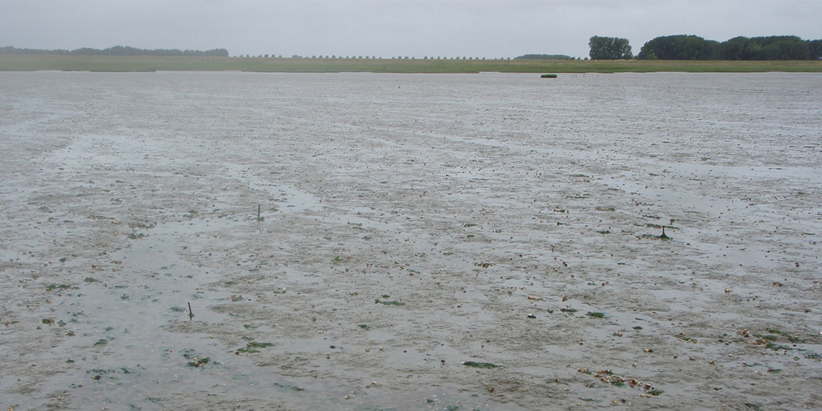 Microfytobenthos op locatie Paulinapolder in Westerschelde. Foto: Tisja Daggers