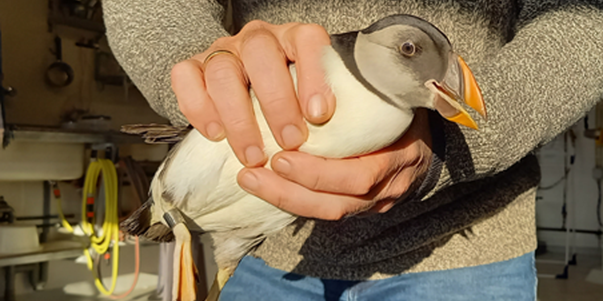 Puffin from Ecomare's bird shelter could be released with a steel Arnhem ring (number 3748662) on its right leg (photo Threes Anna)