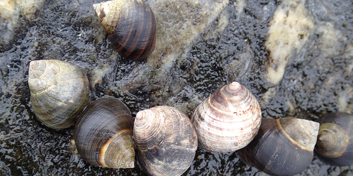 Another good model host to study biogeographical patterns in parasites are periwinkles <I>Littorina littorea</I>. Photo: David Thieltges