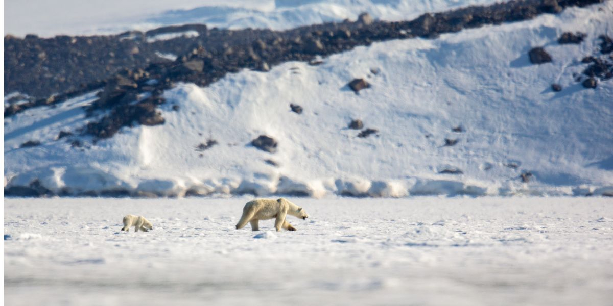 A polar bear with cub on one of the frozen fjords of Svalbard (photo: Jeroen Hoekendijk)