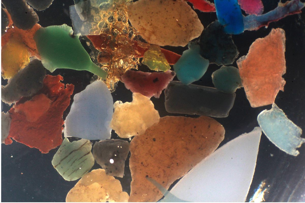 Microplastics of ~2 mm. Photo: NIOZ