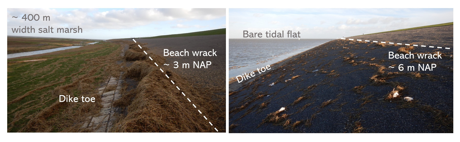 The importance of salt marshes for the coastal defence is illustrated by the height of waves during a storm. Afterwards beach-wreck shows the height that waves reached on a dike. Photos: Bea Marin-Diaz.