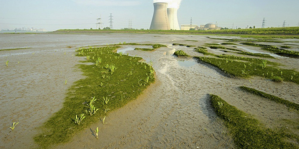 Algal mat with developing vegetation (© Agentschap voor Natuur en Bos, België)
