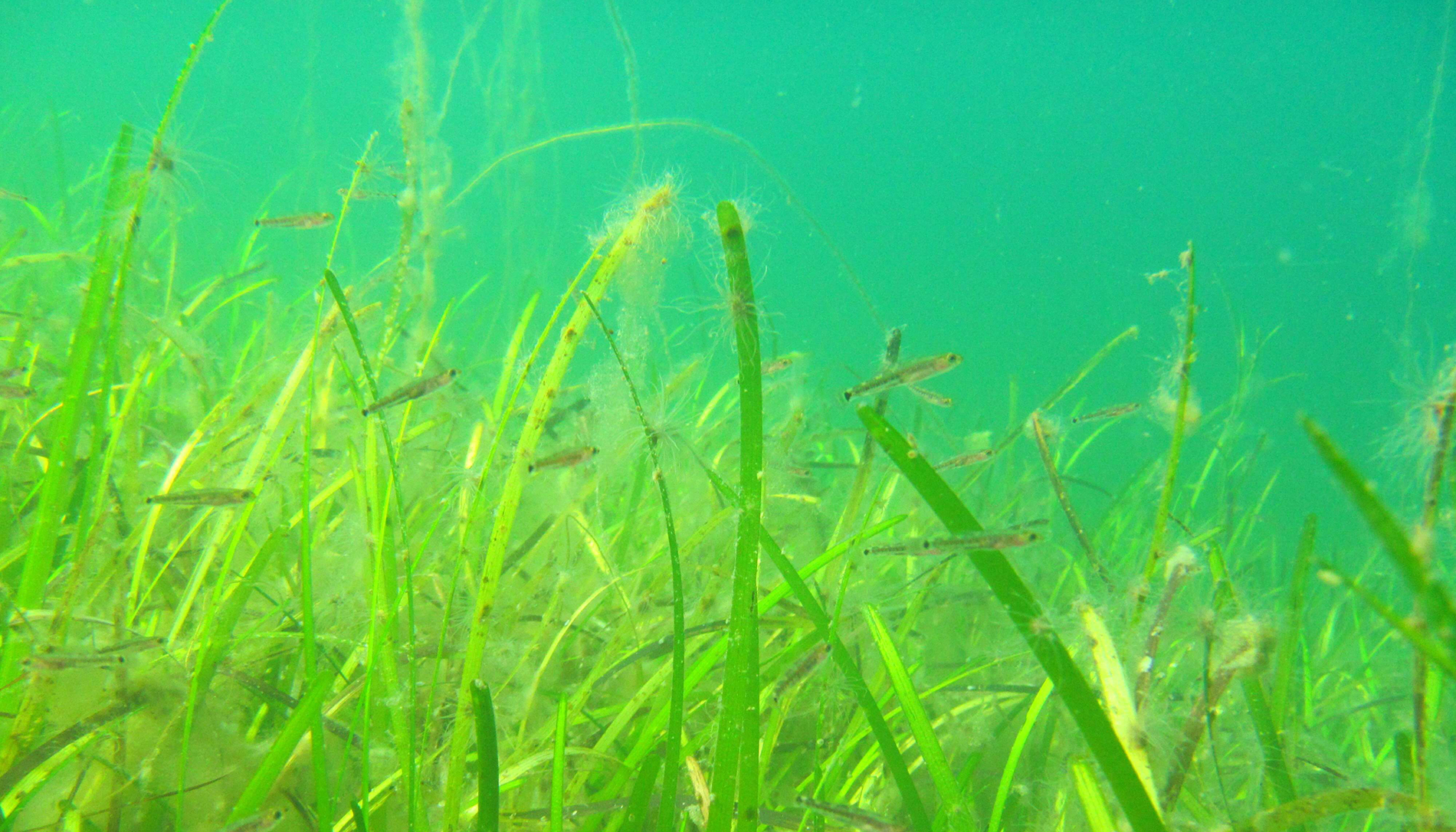 De Waddenzee onderwater. Foto: Laura Govers.