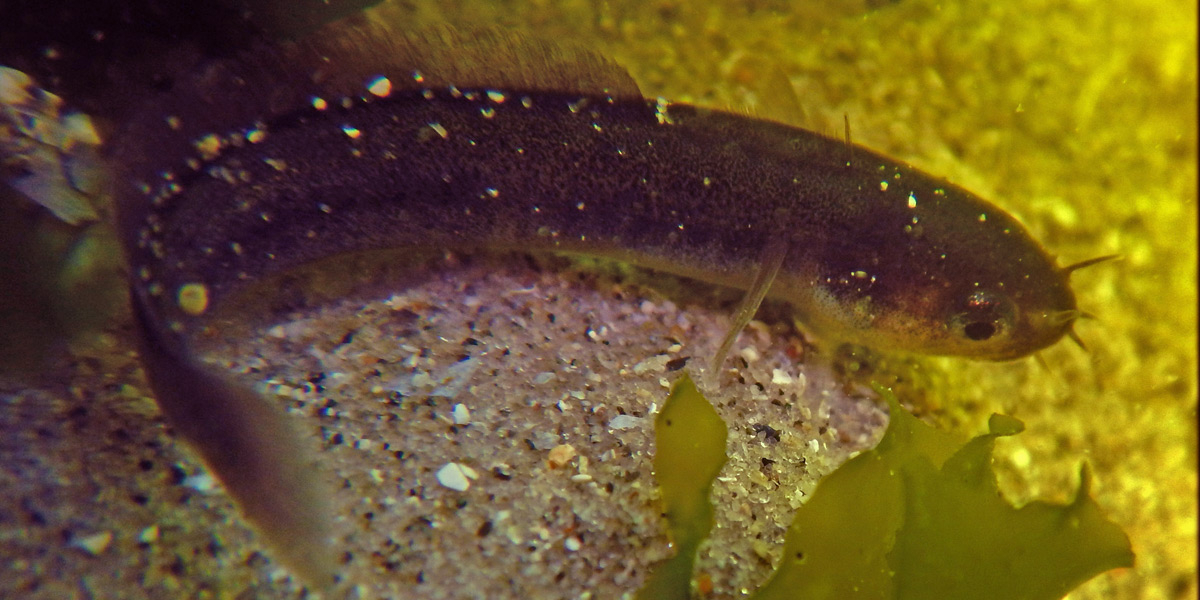 Five-bearded rockling. Photo: F. Lamiot