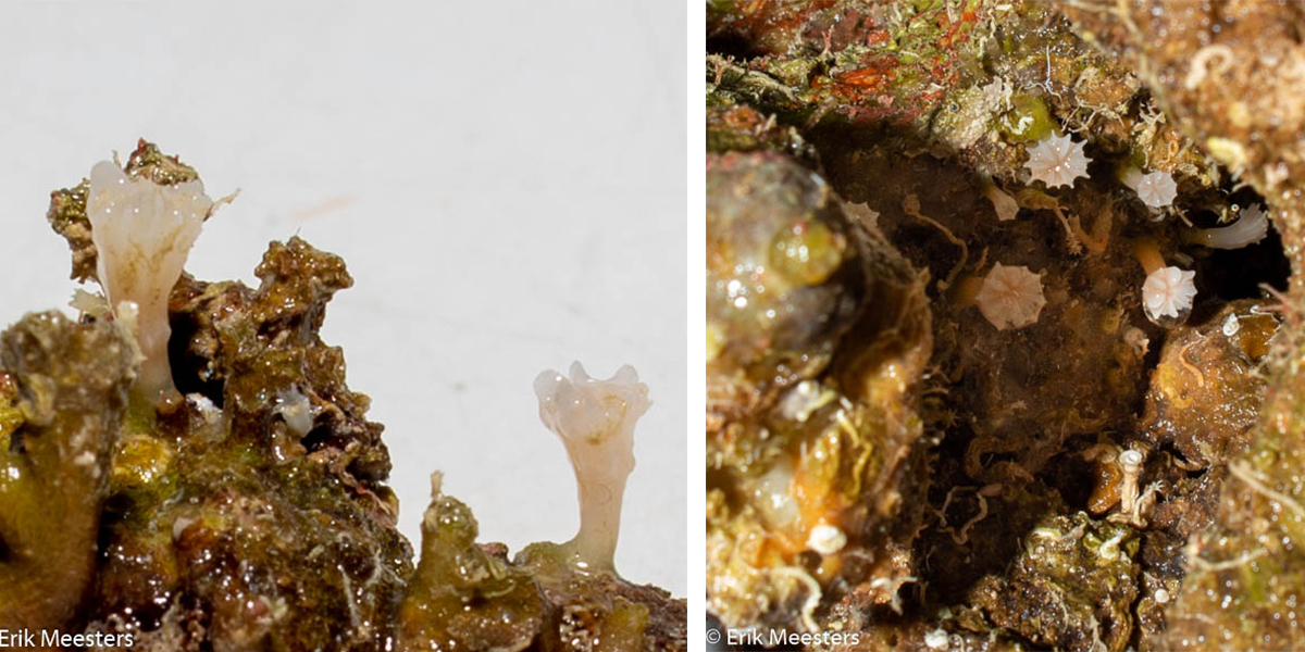 Piepkleine koraaltjes in een spleet van een kalkalgtorentje, foto's: Erik Meesters