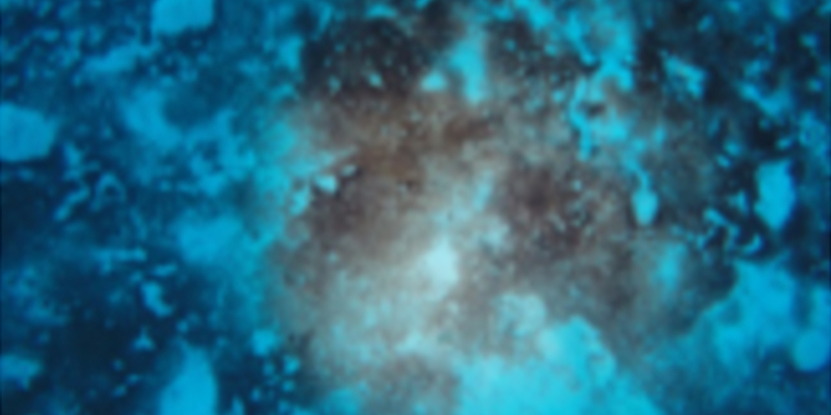 Cyanobacterial mats on a sandy bottom at approx. 65m depth (Bonaire). Photo: Fleur van Duyl