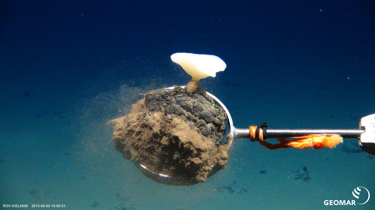 Nodule with sponge in the Peru Basin (Pacific Ocean). Photo: GEOMAR, ROVKiel6000