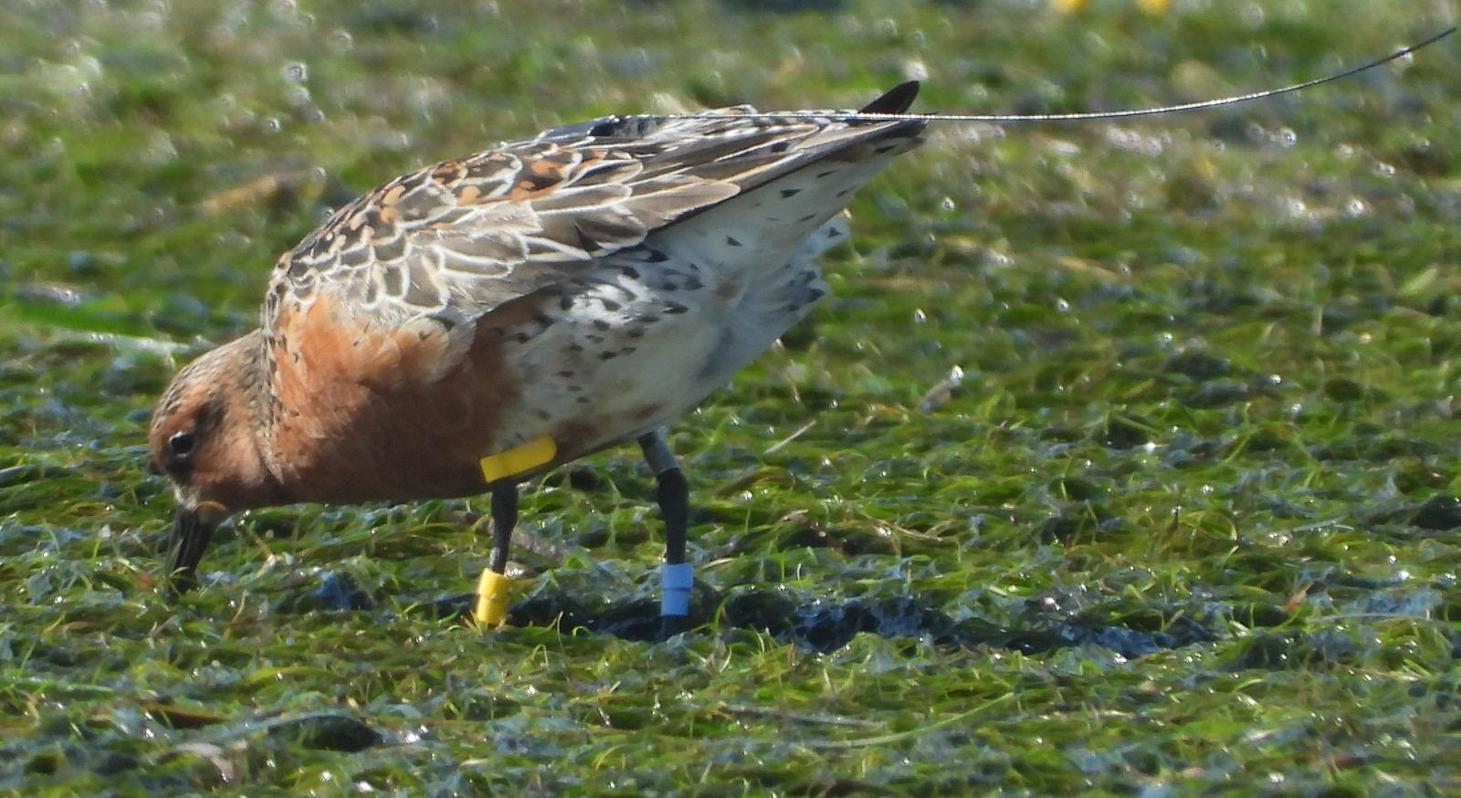 Satellite-tagged red knot R’Gueba (now on Schiermonnikoog) always stood out due to her remarkedly red and fat appearance in comparison with her flock mates on the seagrass covered mudflats of the Banc d’Arguin. Photo: Tim Oortwijn