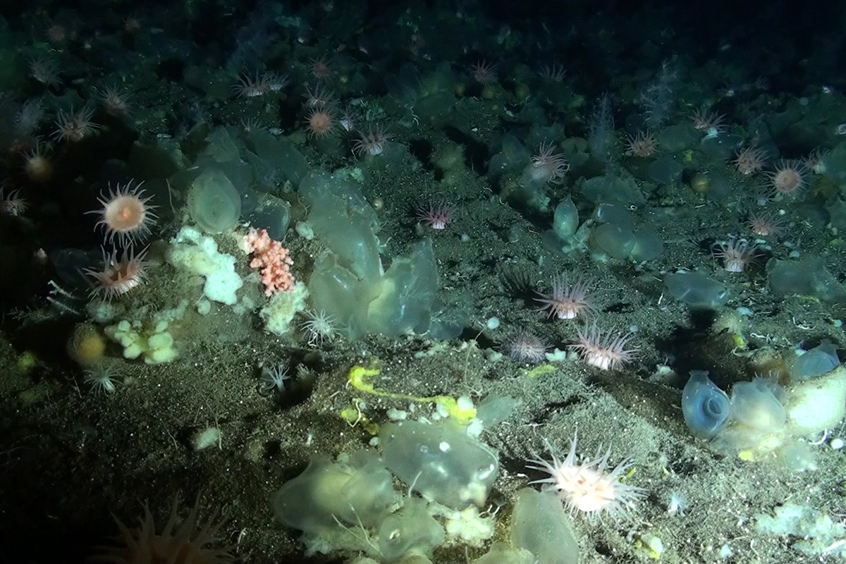 Sponges at the Mid Atlantic Ridge. Photo: NIOZ