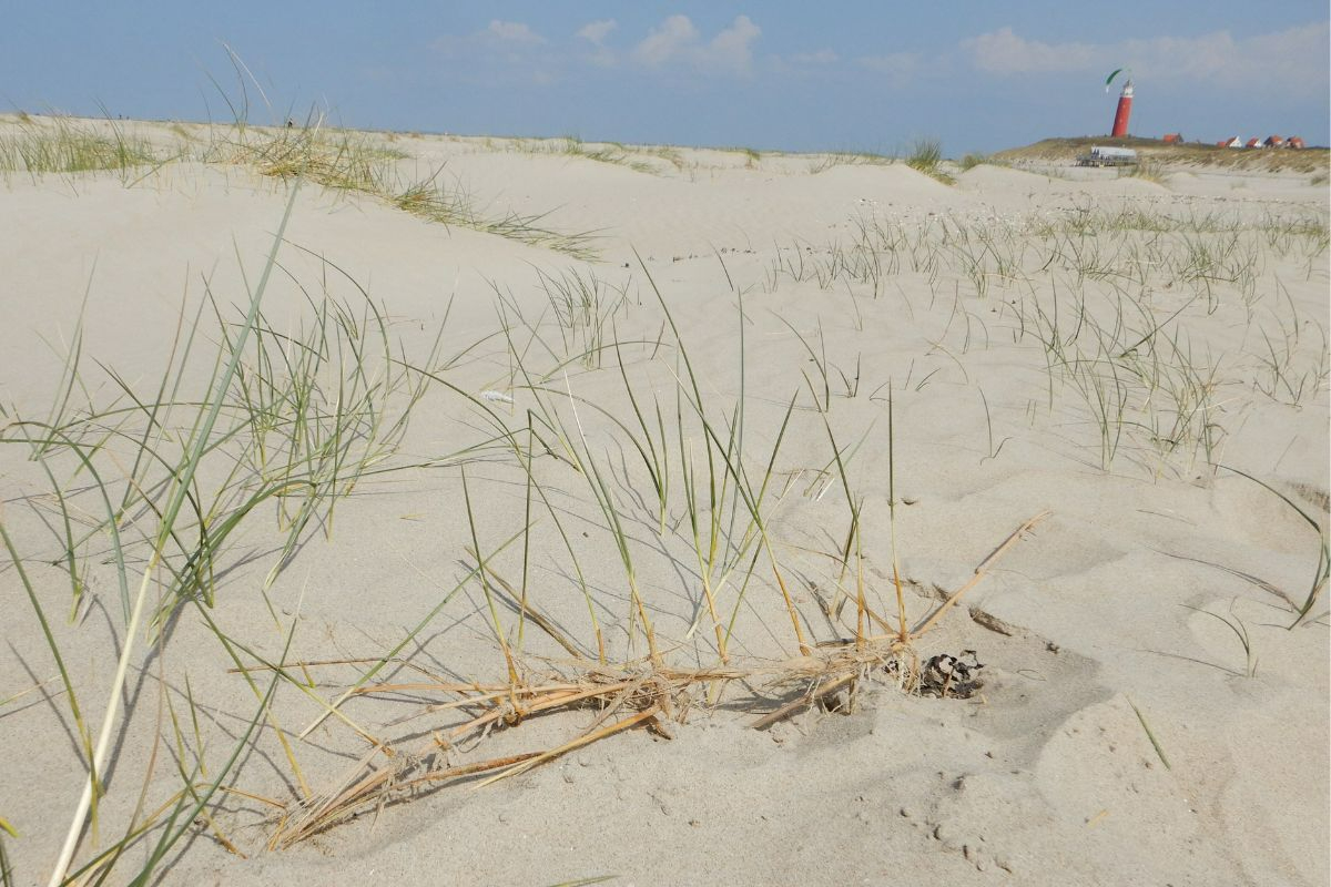 Scenic walk in front of the light house: We uncovered part of the roots and rhizomes to see how this sand couch plant walks over the beach on Texel. Photo: Carlijn Lammers