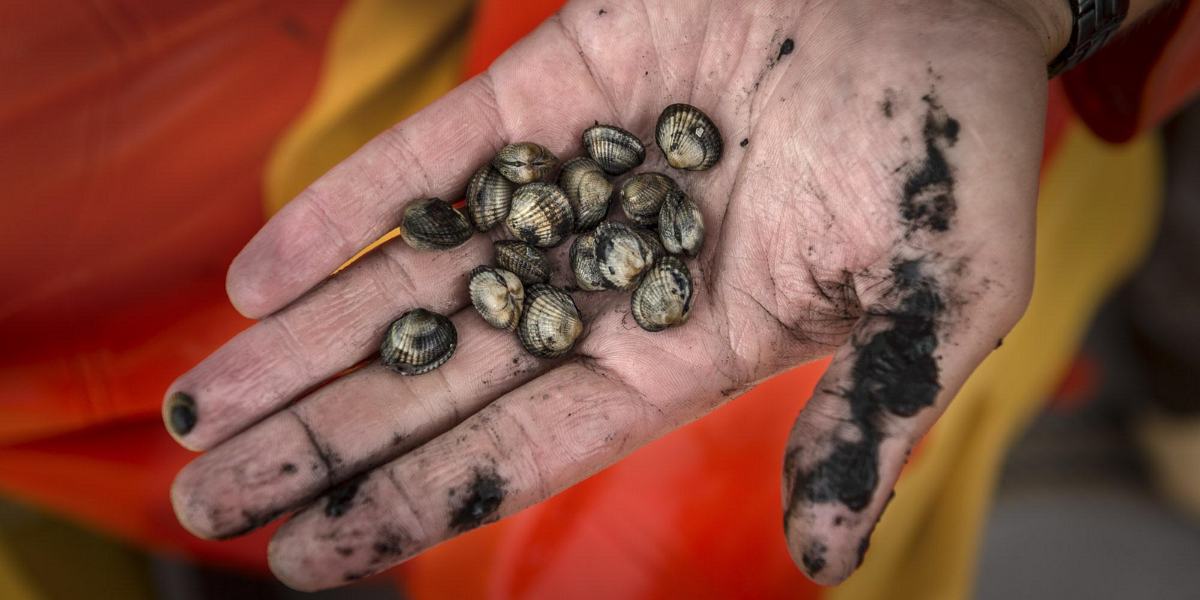 Cockles that were collected at a sampling station. Credits: Kees van de Veen