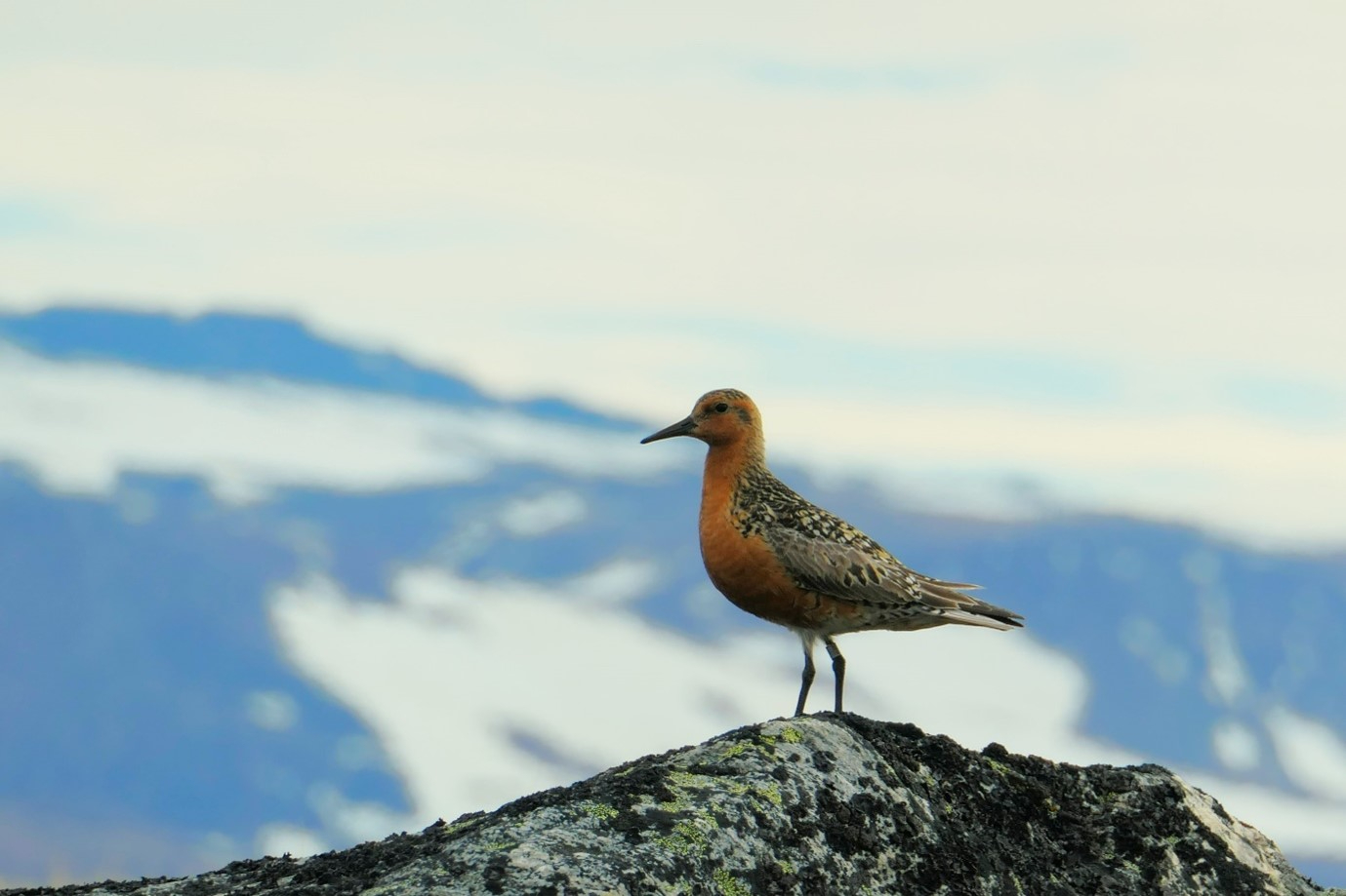 Photo by Misha Zhemchuzhnikov, 2022. Red Knot Calidris canutus islandica in the breeding grounds.