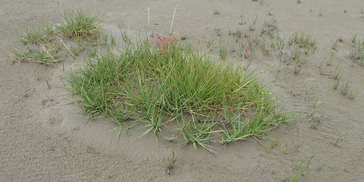 Een pol Slijkgras (Spartina spp.) met daar omheen een aantal zeekraal plantjes. Foto Jim van Belzen