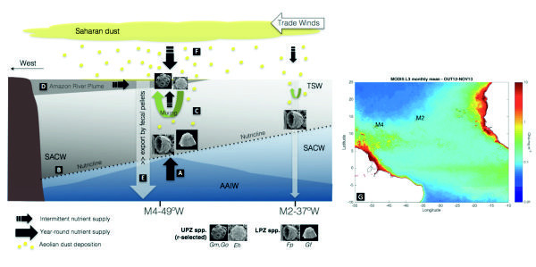 Figure 10 of Catarina's paper showing the complex relations between ocean settings, plankton, and Saharan dust