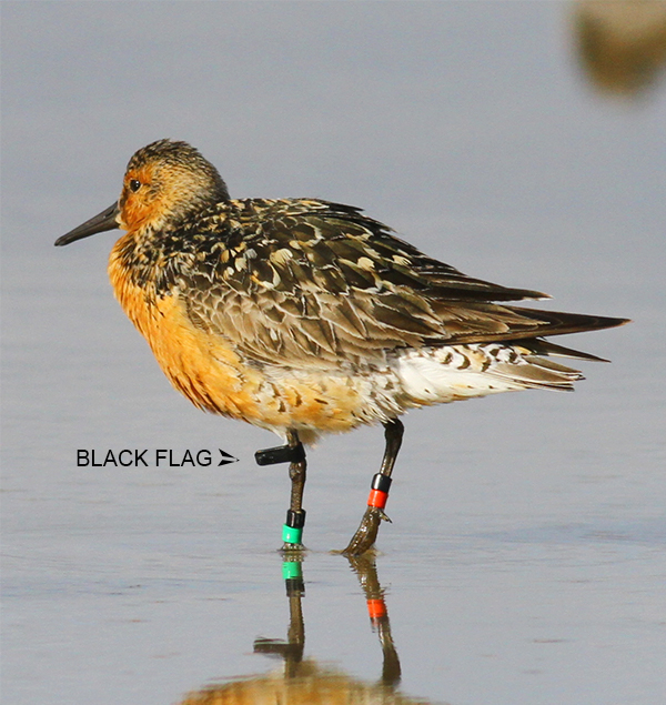 Black flag and four colour-rings. Photo: Kim Fischer