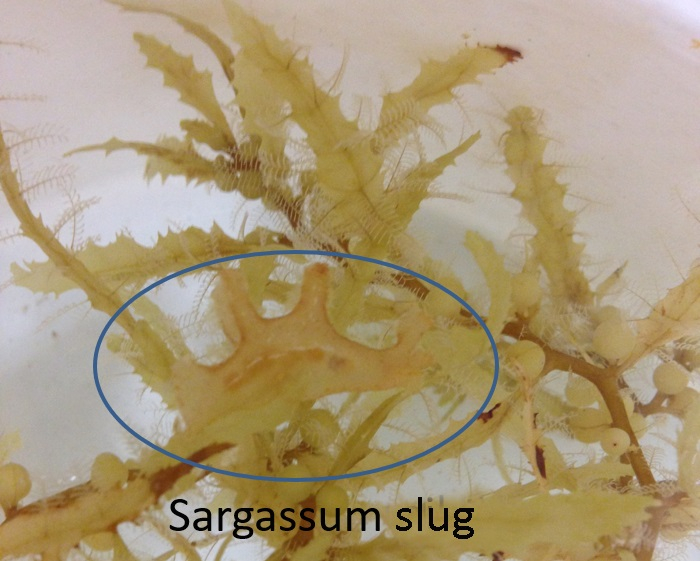 Sargassum slugs or nudibranchs are among the animals that hide within their algal habitat. Photo: Corina Brussaard. Sargassum slugs or nudibranchs are among the animals that hide within their algal habitat. Photo: Corina Brussaard.
