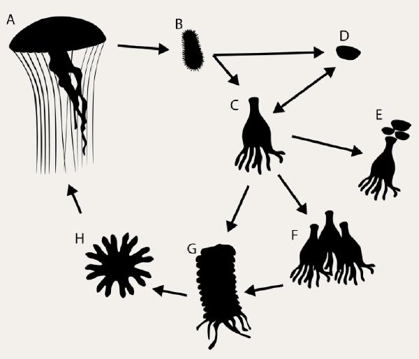 Generalised life cycle of metagenic scyphozoa. 