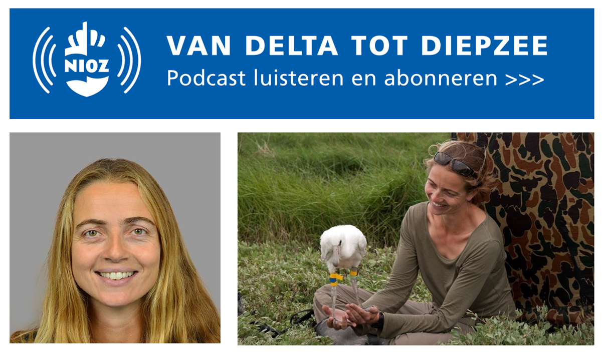 NIOZ podcast aflevering 9 De Lepelaar als pleegkind met vogelonderzoekster Tamar Lok