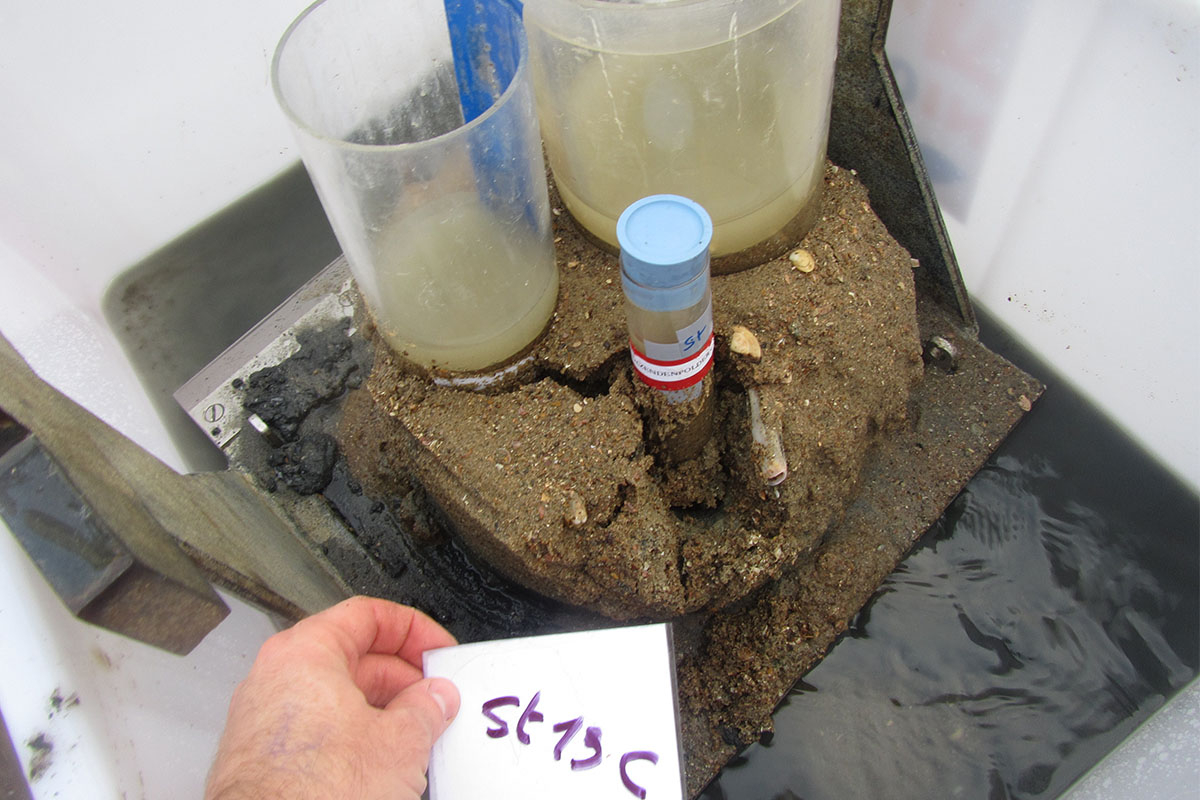 A sample of the seabed with sediment and the animals that live inside. (Photo credit: Jochen Depestele)