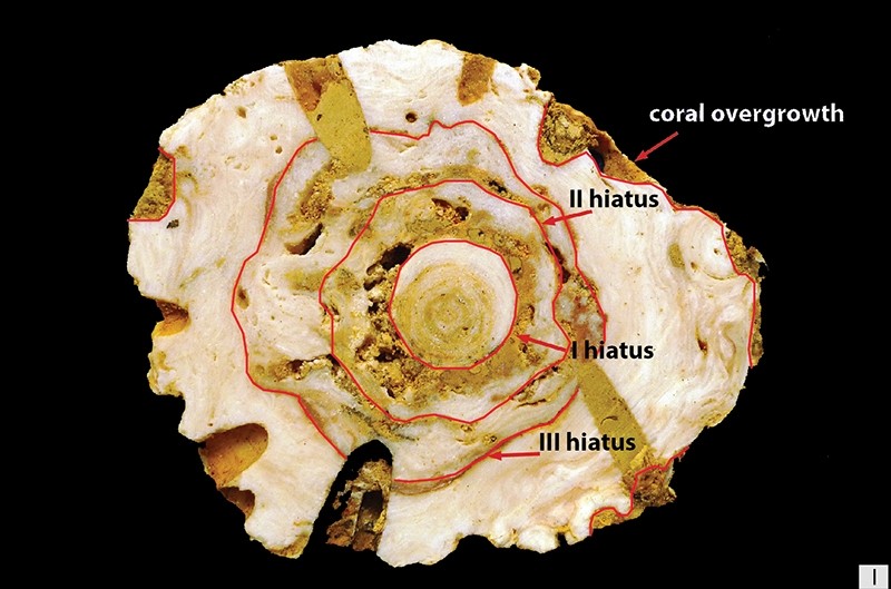 De doorsnede van de stalactiet onthult drie concentrische ringen als gevolg van drie tijdelijke overstromingen die voorafgingen aan een laatste (4e) overstroming waarin het koraal zich op de stalactiet afzette.