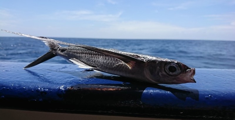 Not your lucky day Mate, landing on our ship!