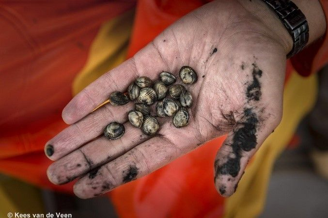 Cockles (© Kees van de Veen). 