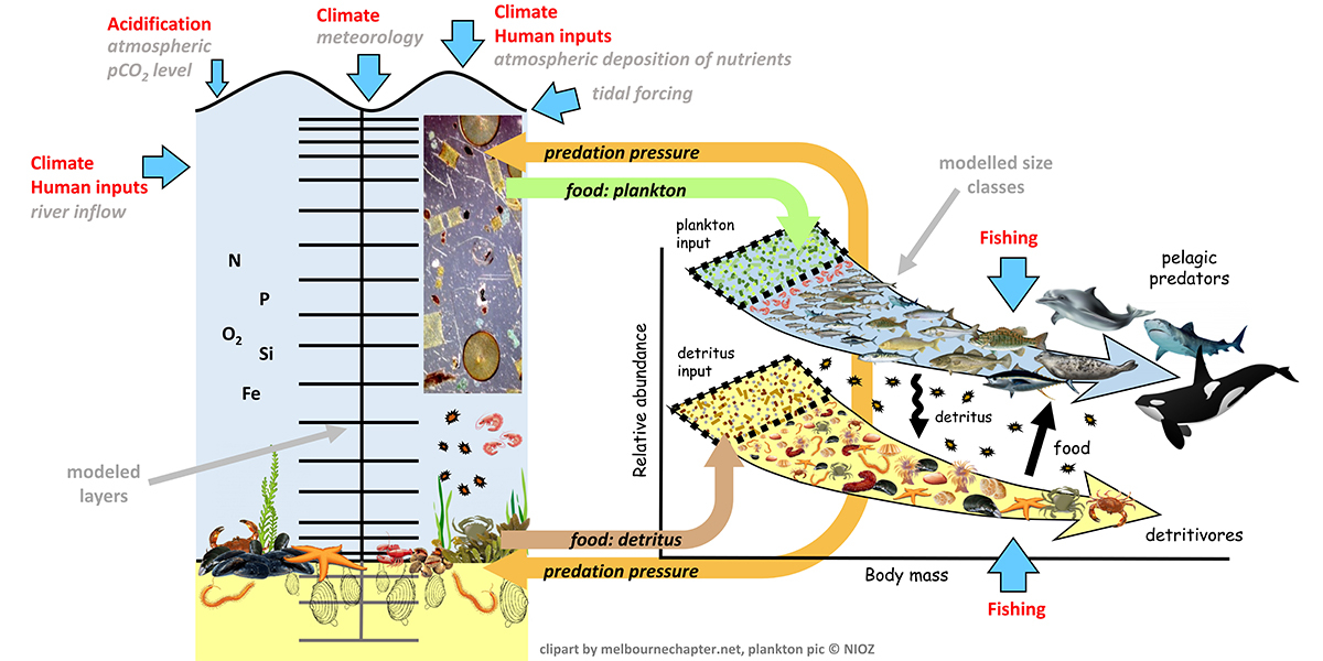 Schematic of an end-2-end model consisting of a hydro-biogeochemical model (l) and a (double pathway) size-based model (r).