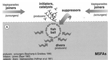 Role of individual predators in feeding frenzies