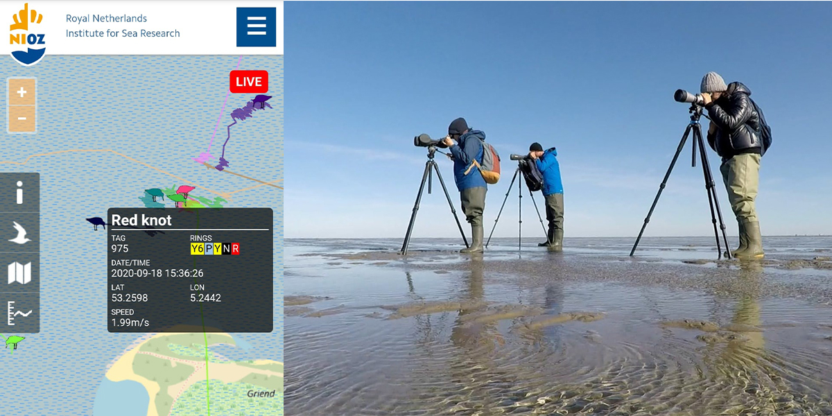 Resighted tagged knot on WATLAS website (left) and Aileen, Selin and Allert reading tagged knots (right)