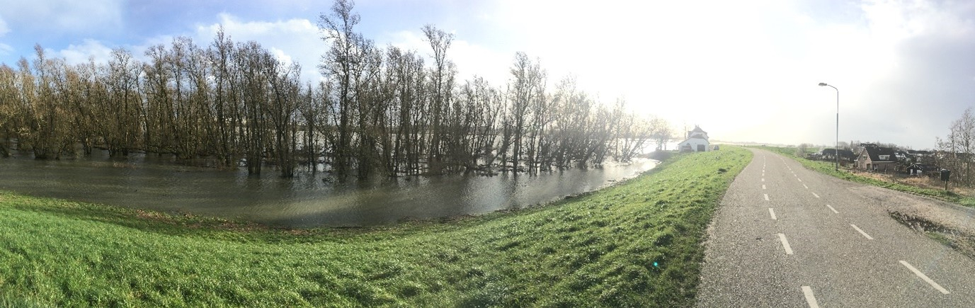 Ooibos op overstroomde uiterwaard voor de dijk in Waal (foto: Hofland).