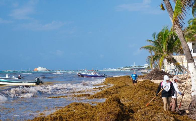 Caribsche kusten hebben last van aangespoeld zeewier. Foto: NWO