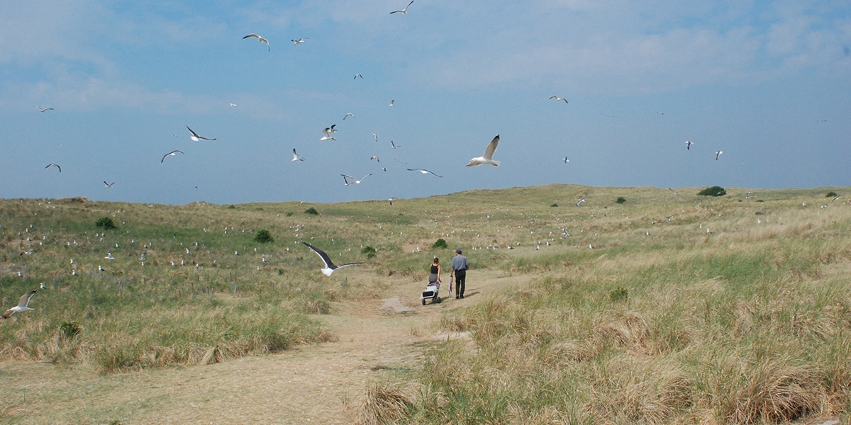 Gull colony on Texel.