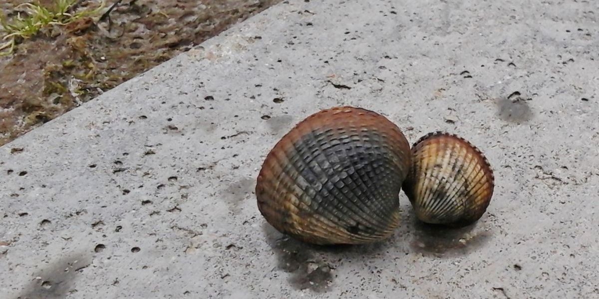 2nd year cockles from Polder Wassenaar (© Kiki Dethmers).