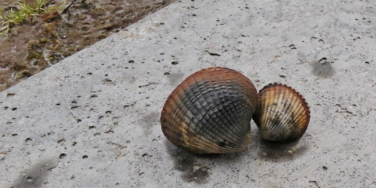 2nd year cockles from Polder Wassenaar (© Kiki Dethmers). 