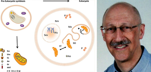 Dave Speijer, Was Eukaryogenesis the result of an archaeon bacterium merger?